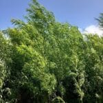 Willow. Auchincruive, June 2025