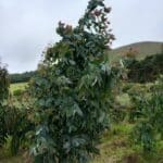 Eucalyptus at Boghall