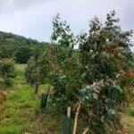 Eucalyptus at Boghall