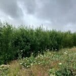 Willow and wildflowers, Boghall, June 2025
