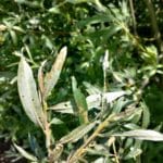 Insect damage on willow, Auchincruive