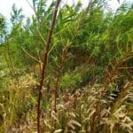 Midribbing in willow variety trial, Boghall