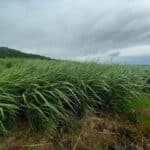 0.5ha Miscanthus giganteus, Boghall, June 2025
