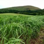 0.5ha Miscanthus giganteus, Boghall, June 2025