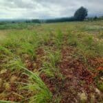 2024 Miscanthus variety trial, Boghall, June 2025