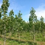 SRF Poplar, Auchincruive, June 2025