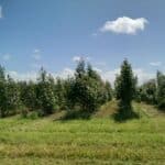 SRC Poplar, Auchincruive, June 2025