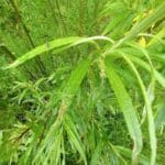 Insect damage on willow at Boghall