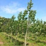 SRF Poplar, Auchincruive, June 2025