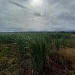 2034 Miscanthus variety trial, Boghall, June 2025