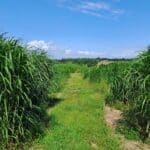 2023 Miscanthus variety trial, North Wyke, July 2025