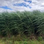 Miscanthus 2023 variety trial, Boghall, July 2025