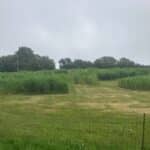 2023 Miscanthus Variety Trial, Aberystwyth, July 2025