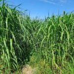 2023 Miscanthus Variety Trial, North Wyke, July 2025