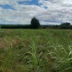 2024 Miscanthus variety trial, Boghall, July 2025