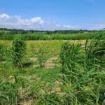 2024 Miscanthus variety trial, North Wyke, July 2025