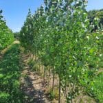 SRC Poplar, North Wyke, July 2025