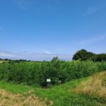 Alder, North Wyke, July 2025