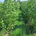 Alder, North Wyke, July 2025