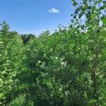 Alder, North Wyke, July 2025