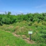 Black Locust - North Wyke, July 2025