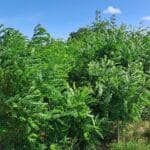 Black Locust - North Wyke, July 2025
