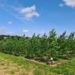 SRF Poplar, North Wyke, July 2025