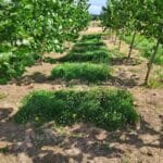 SRF Poplar, North Wyke, July 2025