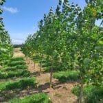 SRF Poplar, North Wyke, July 2025