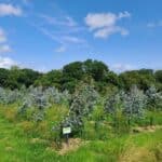 SRF Eucalyptus, North Wyke, July 2025