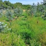 SRF Eucalyptus, North Wyke, July 2025