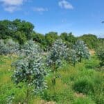 SRF Eucalyptus, North Wyke, July 2025