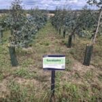SRF Eucalyptus, Cockle Park Farm, July 2025