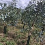 SRF Eucalyptus, Cockle Park Farm, July 2025