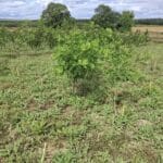 SRF Black Locust - Cockle Park Farm, July 2025