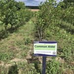 SRF Alder, Cockle Park Farm, July 2025