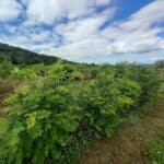 Black Locust, Boghall, July 2025