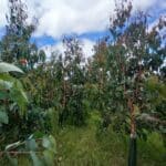 Eucalyptus, Boghall, July 2025