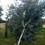 Eucalyptus, Boghall, July 2025