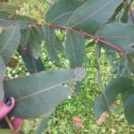 Insect damage on Eucalyptus, Boghall, July 2025