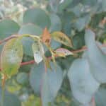 Insect eggs on Eucalyptus, Boghall, July 2025