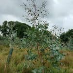 Eucalyptus, Auchincruive, July 2025