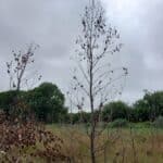 Eucalyptus, Auchincruive, July 2025