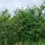 Black Locust, Auchincruive, July 2025