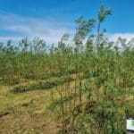 SRC Willow, Aberystwyth, July 2025