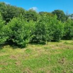 SRF Alder, Aberystwyth, July 2025