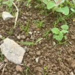 Switchgrass seedling beginning to emerge, Aberystwyth, July 2025
