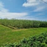 0.5ha SRC Willow, Aberystwyth, July 2025