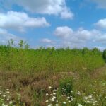 Alder, Headley Hall, July 2025