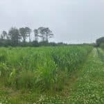 Miscanthus Athena, Aberystwyth, July 2025